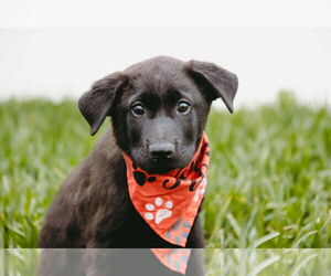 Collie-Labrador Retriever Mix Dogs for adoption in Princeton, MN, USA