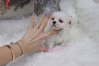 Small Photo #5 Pekingese-Poodle (Toy) Mix Puppy For Sale in LAS VEGAS, NV, USA