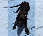 Small #1 Great Dane Mix