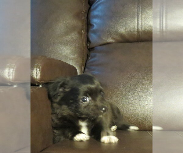 Medium Photo #34 Chihuahua Puppy For Sale in HAYES, VA, USA