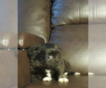Small #33 Chihuahua