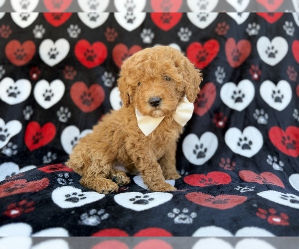 Medium Photo #9 Cavapoo (Miniature) Puppy For Sale in LAKELAND, FL, USA