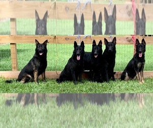 Mother of the German Shepherd Dog puppies born on 05/17/2023