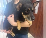 Small #1 Dachshund-Jack Russell Terrier Mix