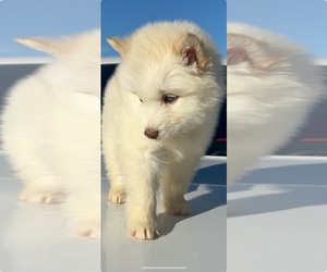 Alaskan Malamute Puppy for sale in BOISE, ID, USA