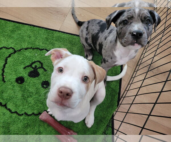 Medium Photo #3 Mutt Puppy For Sale in Sandy, UT, USA