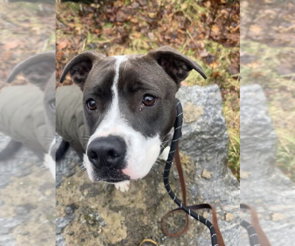 Medium Photo #43 American Pit Bull Terrier-Beagle Mix Puppy For Sale in Brewster, NY, USA