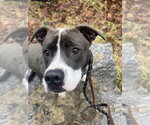 Small #42 American Pit Bull Terrier-Beagle Mix