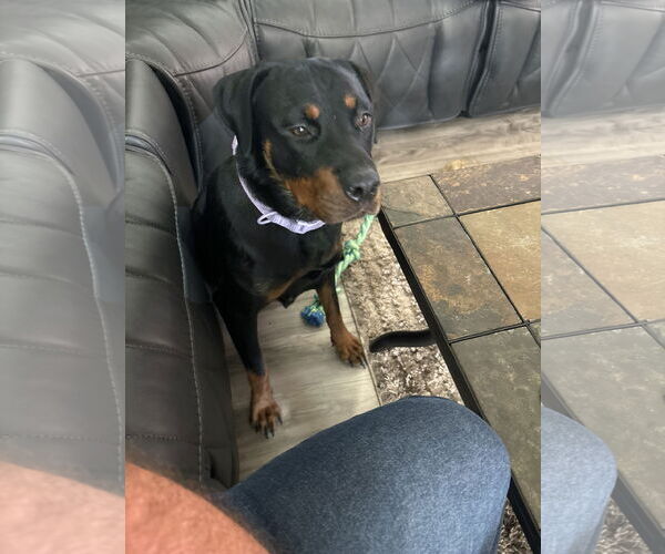 Medium Photo #9 Rottweiler Puppy For Sale in White Hall, AR, USA