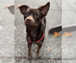 Chiweenie Dogs for adoption in Bellevue, WA, USA