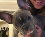 Small Photo #3 French Bulldog Puppy For Sale in ALLENTOWN, PA, USA
