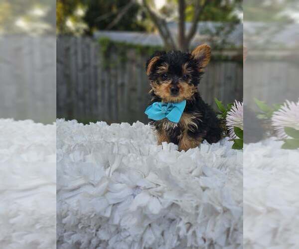 Medium Photo #1 Yorkshire Terrier Puppy For Sale in INDIANAPOLIS, IN, USA