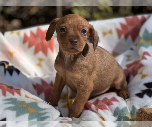 Medium Photo #3 Doxie-Pin Puppy For Sale in Lakemont, GA, USA