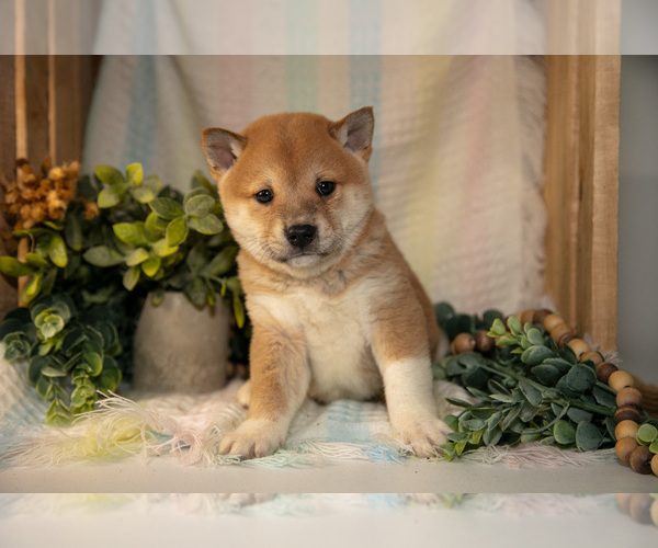 Medium Photo #2 Shiba Inu Puppy For Sale in TOPEKA, IN, USA