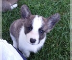 Small Photo #2 Welsh Cardigan Corgi Puppy For Sale in ELLENSBURG, WA, USA