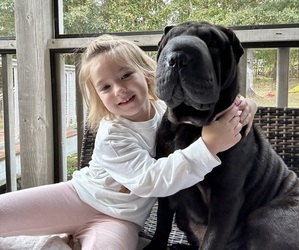 Mother of the Chinese Shar-Pei puppies born on 09/29/2025