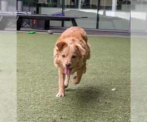 Border Collie-Unknown Mix Dogs for adoption in San Martin, CA, USA