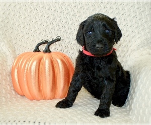 Double Doodle Puppy for sale in CASTALIAN SPRINGS, TN, USA