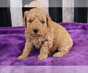 Goldendoodle (Miniature) Puppy for sale in BLOOMINGTON, IN, USA