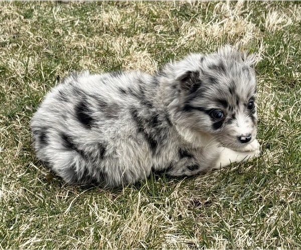 Medium Photo #4 Miniature Australian Shepherd Puppy For Sale in FAIR HAVEN, MI, USA