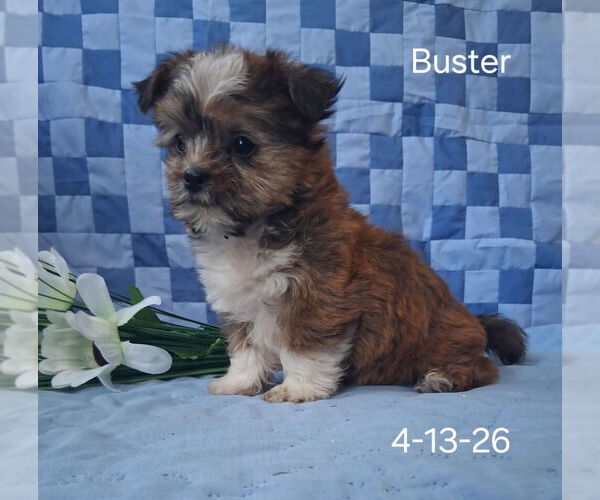 Medium Photo #3 Shorkie Tzu Puppy For Sale in MOUNT PLEASANT, MI, USA
