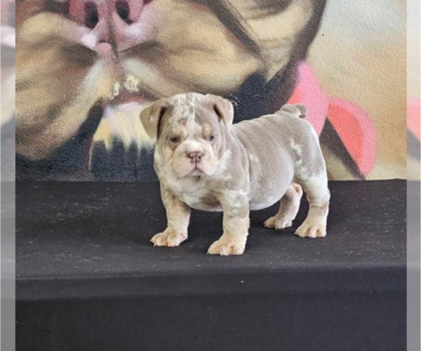 Medium Photo #16 English Bulldog Puppy For Sale in CHICAGO, IL, USA