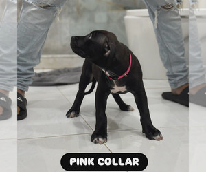 American Bully Puppy for sale in BOCA RATON, FL, USA