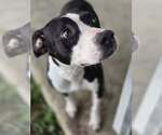 Small Photo #4 American Pit Bull Terrier Puppy For Sale in Oakhurst, NJ, USA