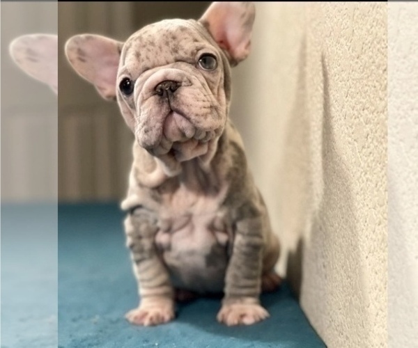 Medium Photo #2 French Bulldog Puppy For Sale in FORT LAUDERDALE, FL, USA