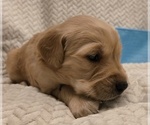 Puppy Lt Blue Collar Golden Retriever