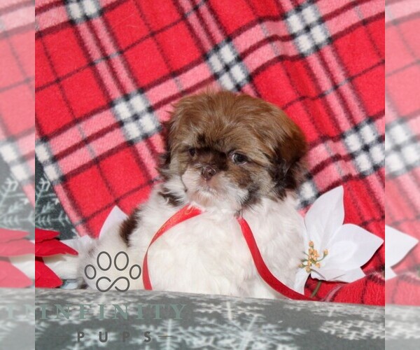 Medium Photo #4 Shih Tzu Puppy For Sale in WINDSOR, PA, USA