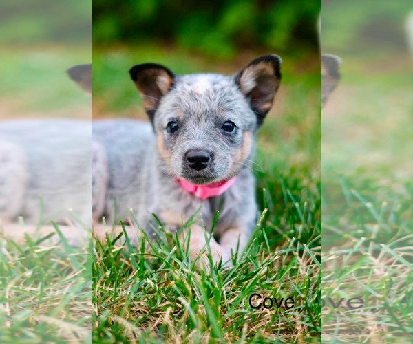 Medium Photo #1 Mutt Puppy For Sale in Duluth, MN, USA