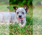 Small Mutt