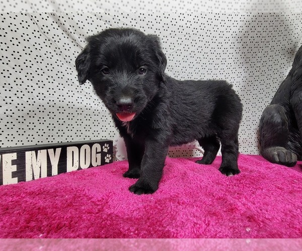 Medium Photo #59 Golden Mountain Dog Puppy For Sale in BLACK FOREST, CO, USA