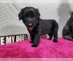 Small #7 Golden Mountain Dog