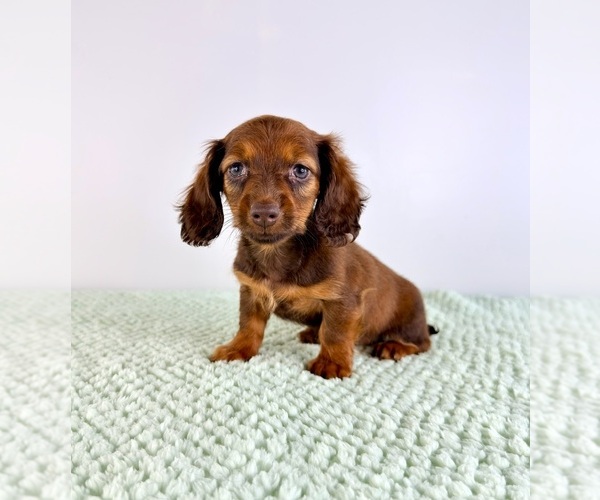 Medium Photo #4 Dachshund Puppy For Sale in GREENFIELD, IN, USA