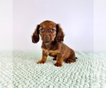Small #3 Dachshund