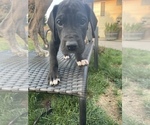 Small Photo #6 Great Dane Puppy For Sale in MOSES LAKE, WA, USA