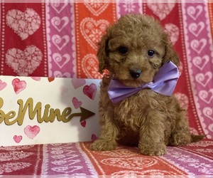 Cavapoo Puppy for sale in LANCASTER, PA, USA