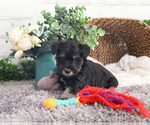 Small #6 Schnauzer (Miniature)