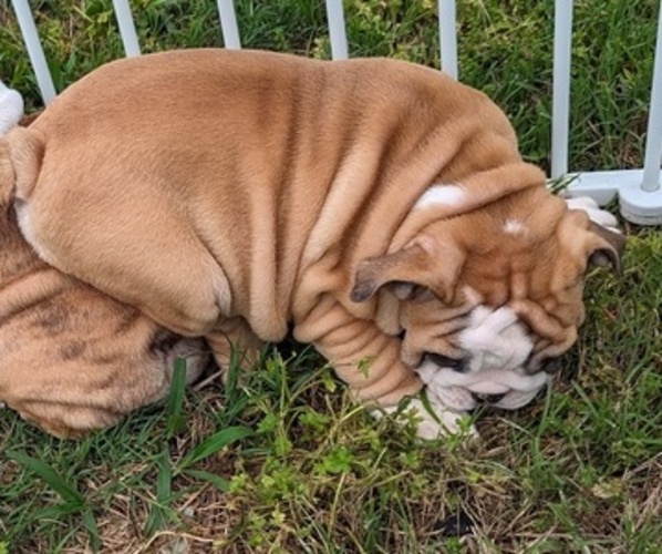 Medium Photo #2 Bulldog Puppy For Sale in GREEN FOREST, AR, USA