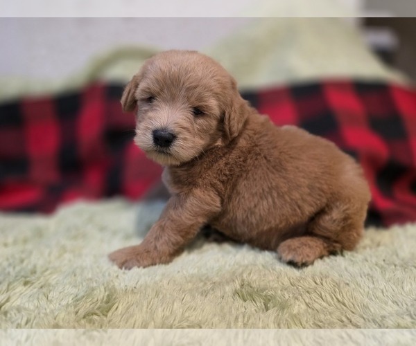 Medium Photo #2 Goldendoodle Puppy For Sale in DUBLIN, TX, USA