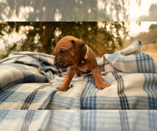 Medium Photo #19 Rhodesian Ridgeback Puppy For Sale in THREE RIVERS, CA, USA