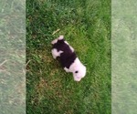 Small Photo #7 Sheepadoodle Puppy For Sale in INDEPENDENCE, MO, USA