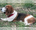 Small #4 Basset Hound