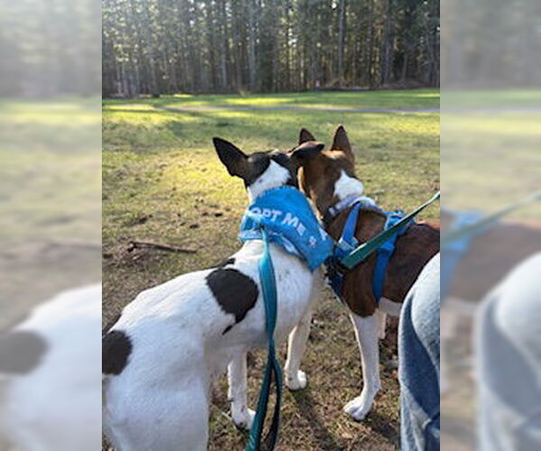 Medium Photo #5 Rat Terrier Puppy For Sale in Bellevue, WA, USA