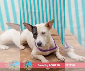 Bull Terrier Dogs for adoption in Mobile, AL, USA