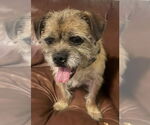 Small #2 Border Terrier Mix