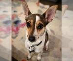 Small #6 Rat Terrier