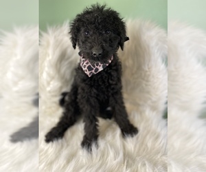 Airedoodle Puppy for sale in BEECH GROVE, IN, USA